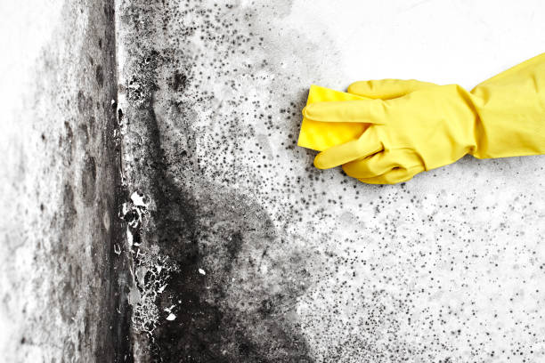 Best Mold Testing and Removal  in Redlands, CO