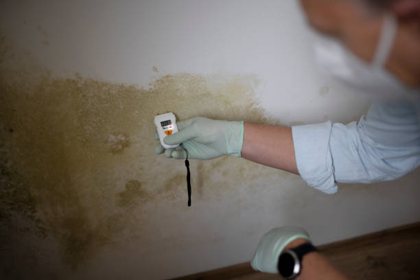Best Professional Mold Removal  in Redlands, CO