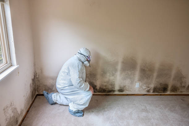 Professional Mold Removal in Redlands, CO