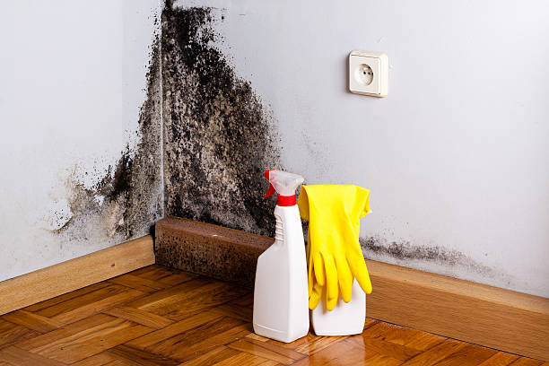 Mold Removal and Inspection in Redlands, CO