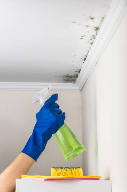 Best Mold Remediation  in Redlands, CO